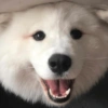 🐶 Samoyedo Reacciones 🐾 28