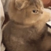 Animais fofos 7