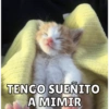 Michis Para Ti pt.12🐱❤️ 6