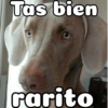 Peyitos Bonitos❤️🐕 12