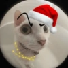 😻Gatitos Navideños🎄 11