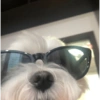 Animalitos con gafas 9