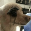 Cachorrinhos e memes 14