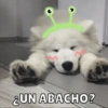 ¿UN ABACHO?