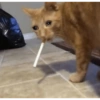 Gatos tristes 7
