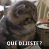 NY
QUÉ DIJISTE?
