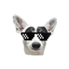 CatiPanda1 2