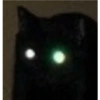 Gatos negros muy negros 16