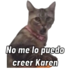 Gatos Cura Depresión😎🙀MEMES 15