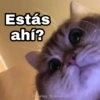 Estás ahí?