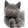 Gatitos 7
