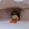 Pingu  24