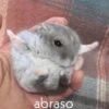 Meemes de animalitos 🥵✨ 11