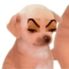 Animais fofos 15