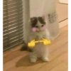 Mood Gatitos😎🐱 22