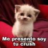 Me presento soy tu crush @Harley Stickers