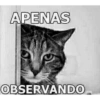 APENAS OBSERVANDO