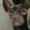 Animais fofos 14