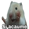 Si acaume