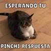 Michis Para Ti pt.12🐱❤️ 5