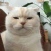 Gatitos Reacciones 🙀 6
