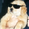 Animalitos con gafas 28