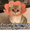 Gatitos Shitposting 2 26