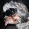 Animalitos con gafas 8