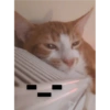 Kedi/Cat Turkish 6