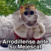 Gatitos Shitposting 2 19