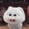 Coelhinho pets 24