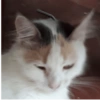 Pack de gatita graciosa 27