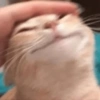 Gatitos Reacciones 🙀 7