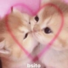 Meemes de animalitos 🥵✨ 8