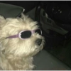 Animalitos con gafas 10