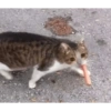 Gatos tristes 5