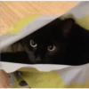 Gatos negros muy negros 12