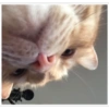 Cats random 22
