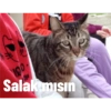 # Salak mısın