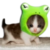 Gatos Llorando 11