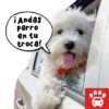 Mi Copiloto Perrón 7