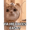 YA ME HACES CASO?