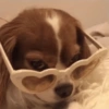 Animalitos con gafas 7