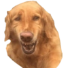 Dogs and Cats 11