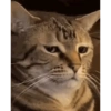 Animais fofos 9