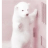 Animales 23
