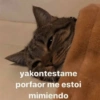 yakontestame
porfaor me estoi
mimiendo