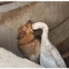 Memes animais 22