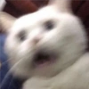Cats random 17