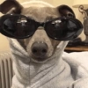 Animalitos con gafas 6